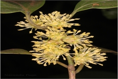 Neolitsea scrobiculata